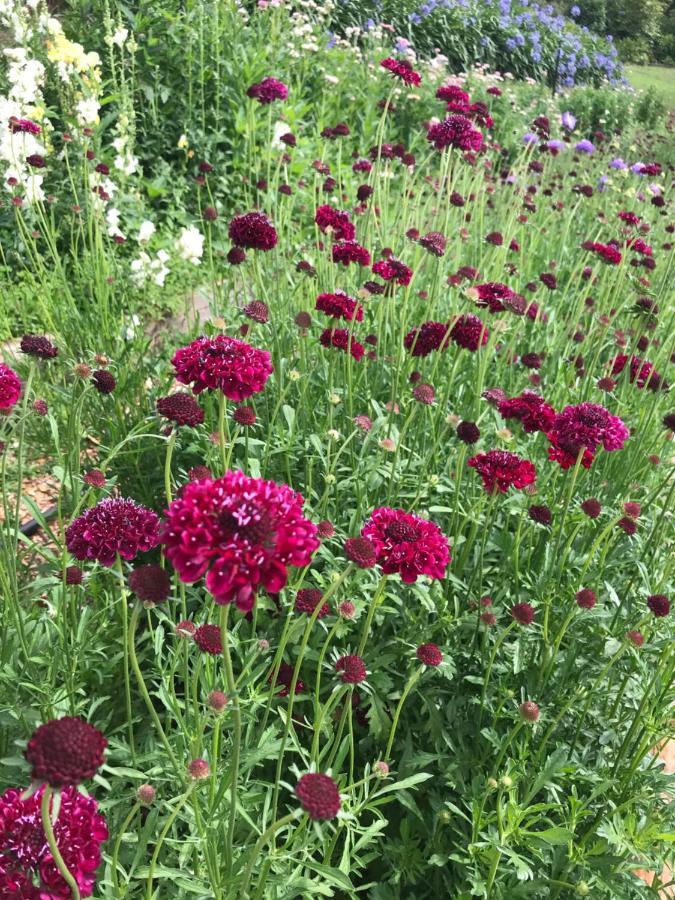 מאונט טאמבורין Flower Farm Tamborine Mountain מראה חיצוני תמונה