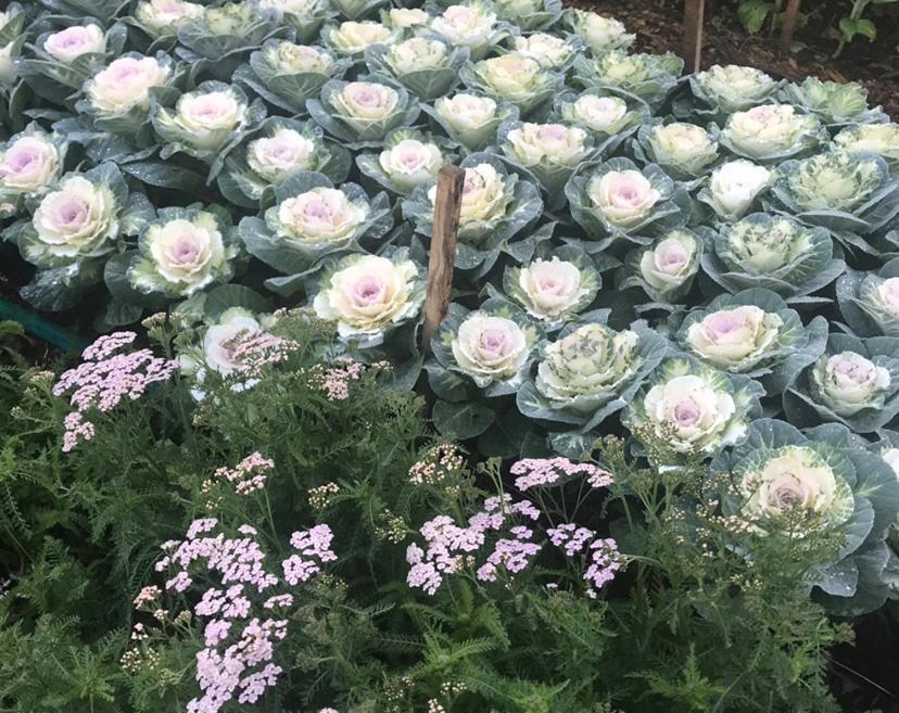 מאונט טאמבורין Flower Farm Tamborine Mountain מראה חיצוני תמונה